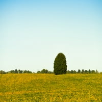 Festői kilátás, közül, magányos fa, alatt, canola, mező, Ontario, Kanada, Poszter, Nyomtatás, készítette: Panoramic