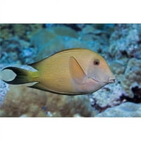A csíkos Surgeonfish is ismert, mint egy csíkos sörtéjű fog - Maui Hawaii Amerikai Egyesült Államok poszter Print-in.
