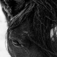 Téli fény a Mustangon-Új-Mexikó Maresa Pryor
