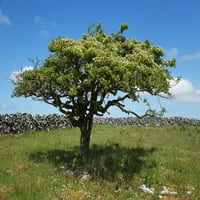 Fa és kőfal a Burren; County Clare, Írország Poszter Nyomtatás